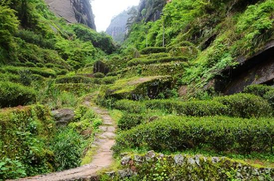肉桂茶和大紅袍哪個貴，武夷山肉桂與大紅袍的價格比較