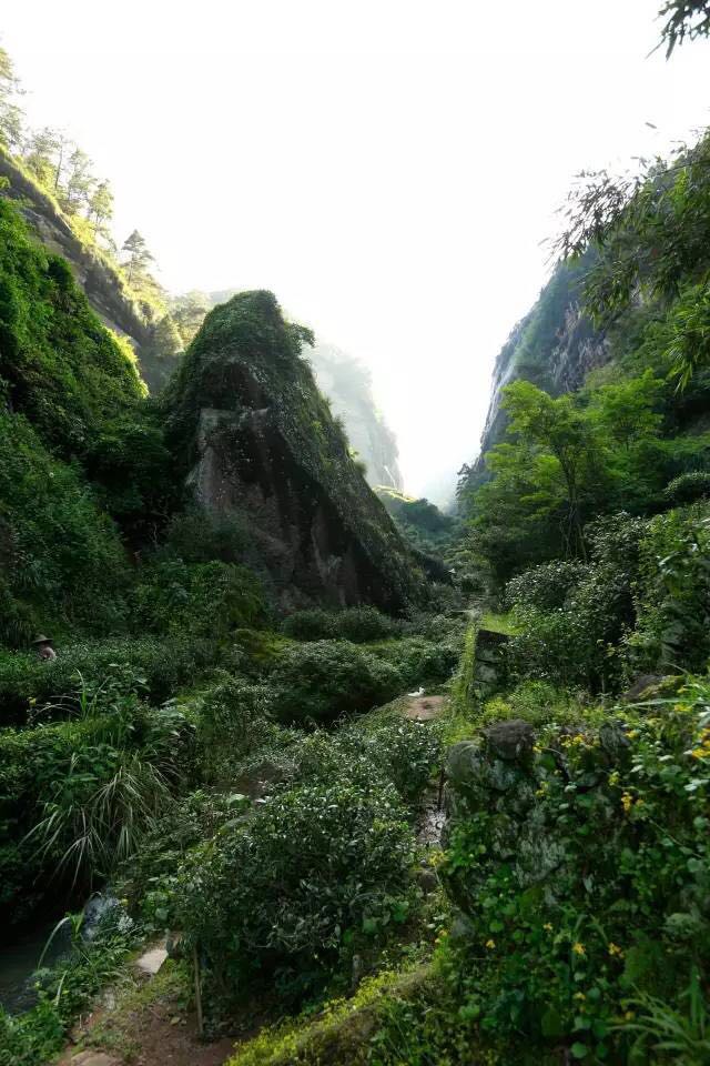 武夷山為什么盛產(chǎn)茶葉，武夷山茶為什么好喝？