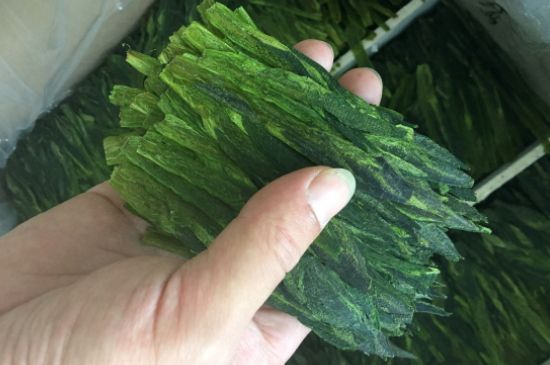 什么綠茶味道濃香，那個(gè)綠茶比較濃香？