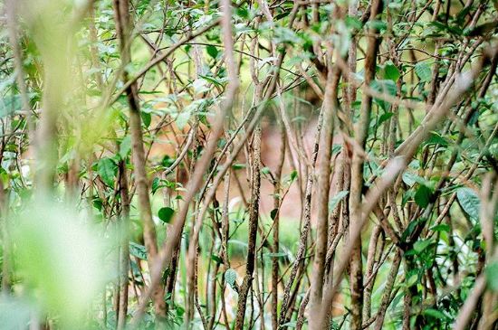 荒野銀針有什么特點(diǎn)，荒野銀針的味道口感咋樣？