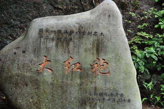 母樹大紅袍給誰喝了，為什么母樹大紅袍叫三棵六株？