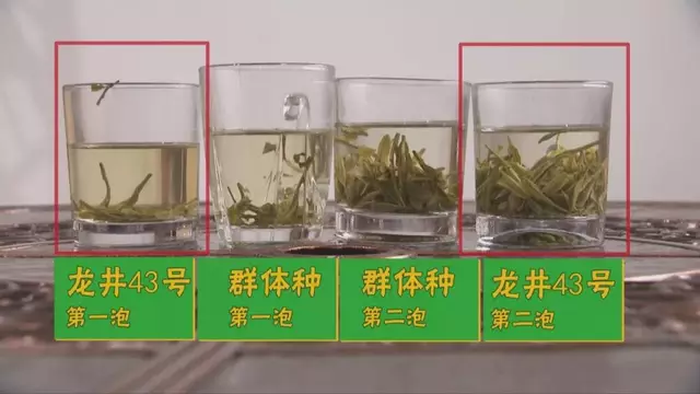 烏牛早和龍井的區(qū)別圖片，龍井43號和烏牛早茶的對比