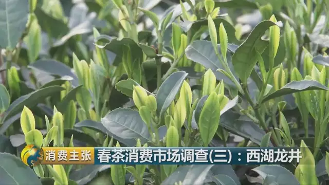 龍井群體種和43號的區(qū)別圖片，龍井43和群體種哪個好喝？