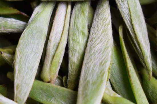 荒野銀針有什么特點(diǎn)，荒野銀針的味道口感咋樣？