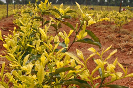 茶中奇葩黃金芽，安吉白茶中黃金芽的特點(diǎn)