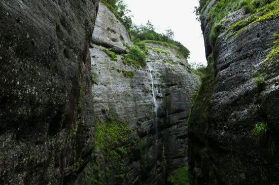 母樹大紅袍給誰喝了，為什么母樹大紅袍叫三棵六株？