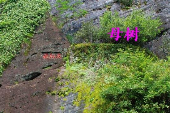 大紅袍拼配什么意思，大紅袍用什么茶拼配的