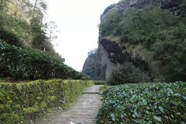 武夷山為什么盛產(chǎn)茶葉，武夷山茶為什么好喝？