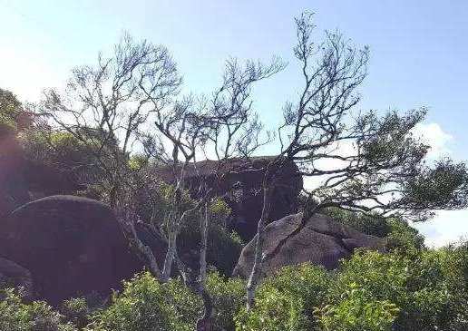 宋種一號(hào)價(jià)值為什么高，鳳凰單樅宋種1號(hào)價(jià)格與產(chǎn)量多少？