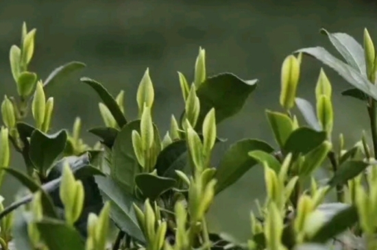 什么是雪前龍井茶，明前、雨前、雨后龍井有什么區(qū)別？