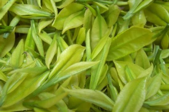 茶中奇葩黃金芽，安吉白茶中黃金芽的特點(diǎn)