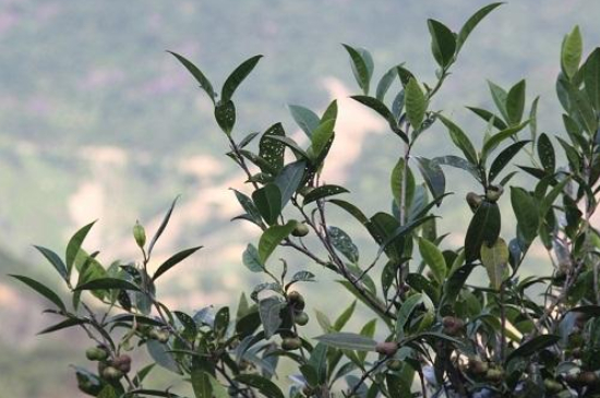 單叢茶十大香型以及常見(jiàn)品種大全，潮安鳳凰單樅十大名香歸類(lèi)