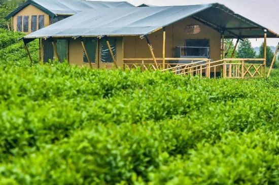 金壇雀舌算不算好茶，金壇雀舌屬于什么檔次茶葉？