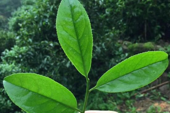 鋸朵仔跟鴨屎香哪個(gè)貴，鋸朵子和鴨屎香哪個(gè)好喝？