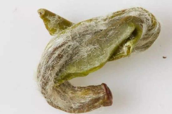 羊巖勾青是綠茶嗎，羊巖勾青茶屬于什么茶？