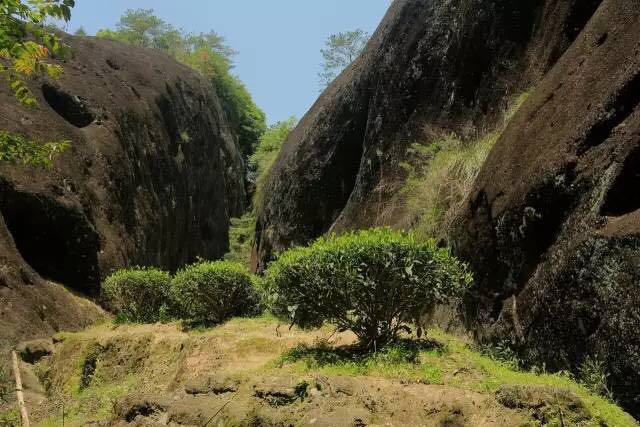 武夷山為什么盛產(chǎn)茶葉，武夷山茶為什么好喝？