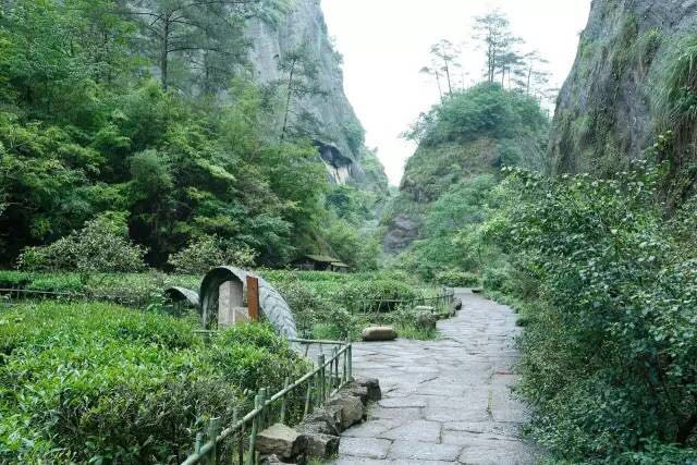 武夷山為什么盛產(chǎn)茶葉，武夷山茶為什么好喝？