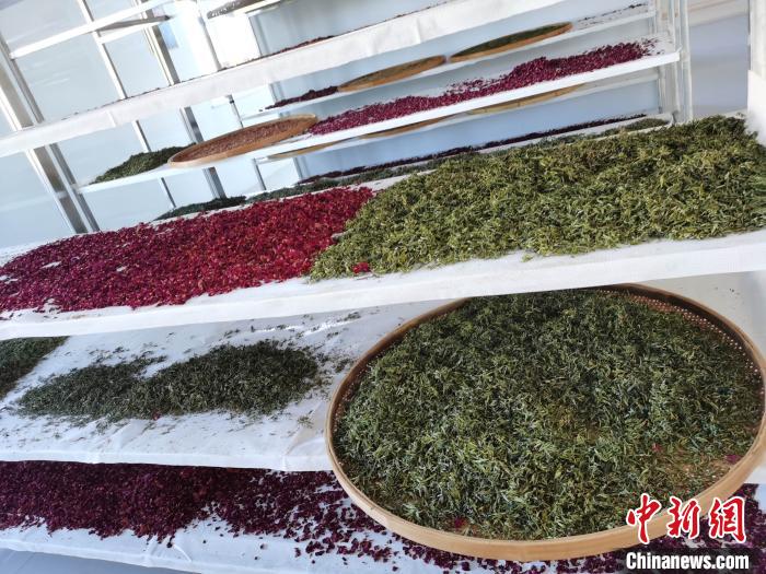 圖為王玲玲收購的各種山茶?！⊥貘Q遠(yuǎn) 攝