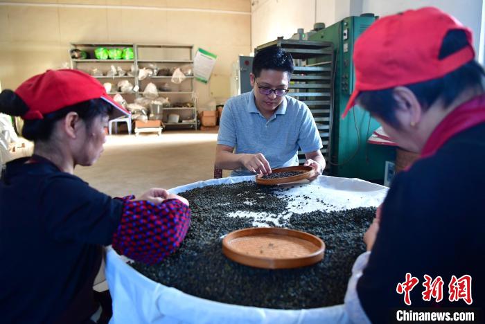 圖為張元豪在生產(chǎn)車間內(nèi)與工人一起查看茶葉品質(zhì)?！埍?攝