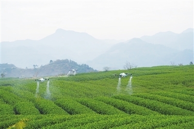 無人機(jī)茶園顯身手